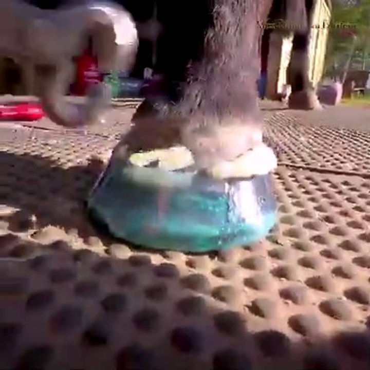 Awesome hoof restoration new hoof technology  HOOF RESTORATION - VERY SATISFYING  RESTORATION
