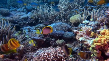 Federal Government set to strike climate deal this week