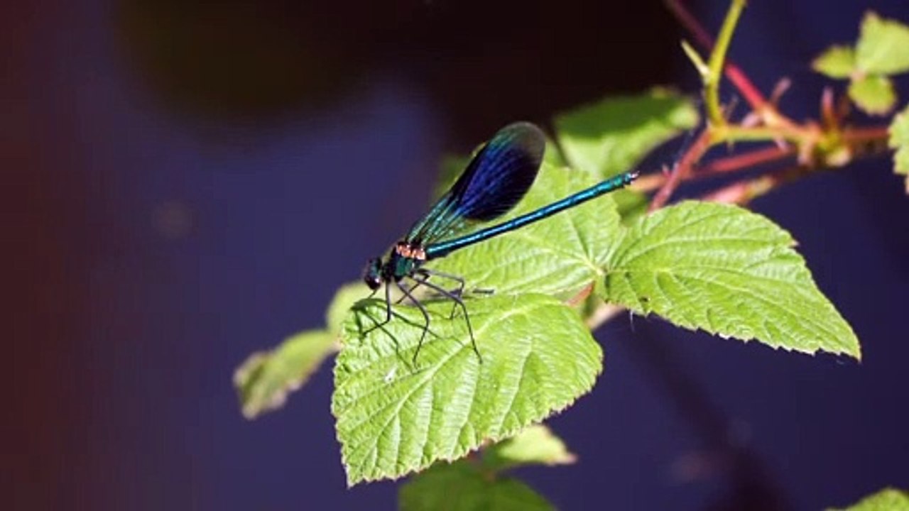 Dangerous dragonfly on leaves