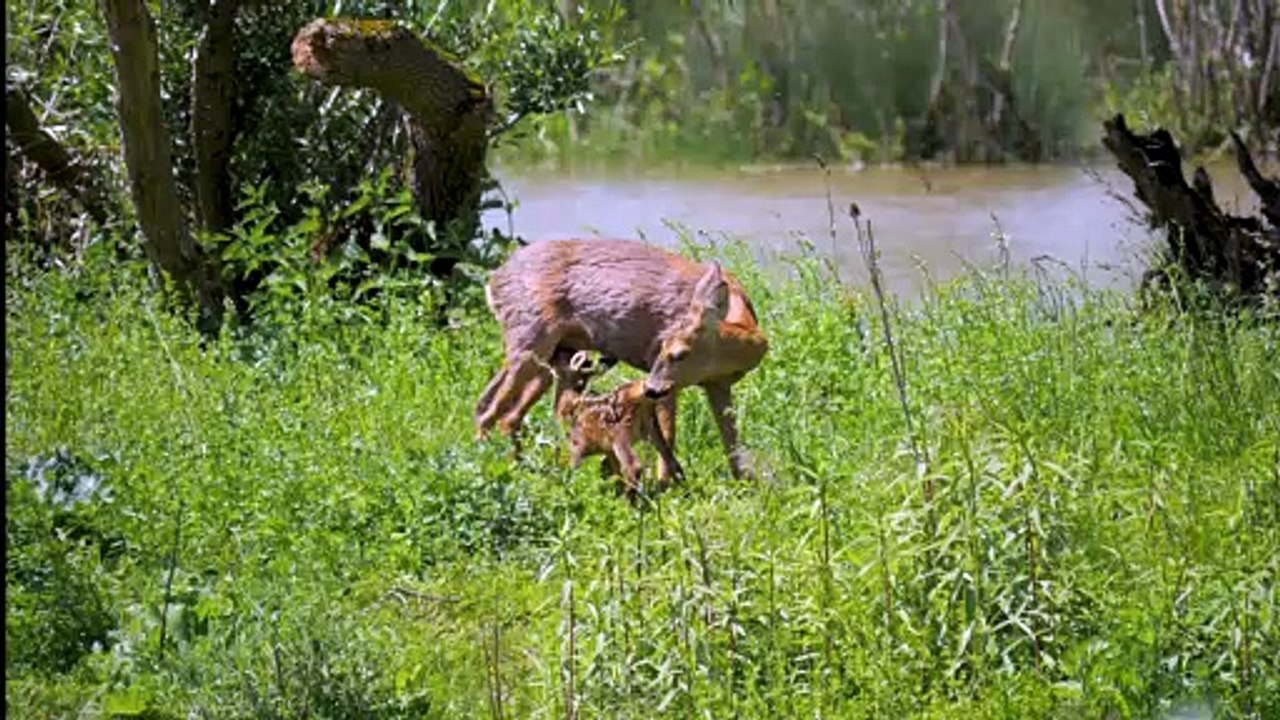 Mother Deer with cute baby