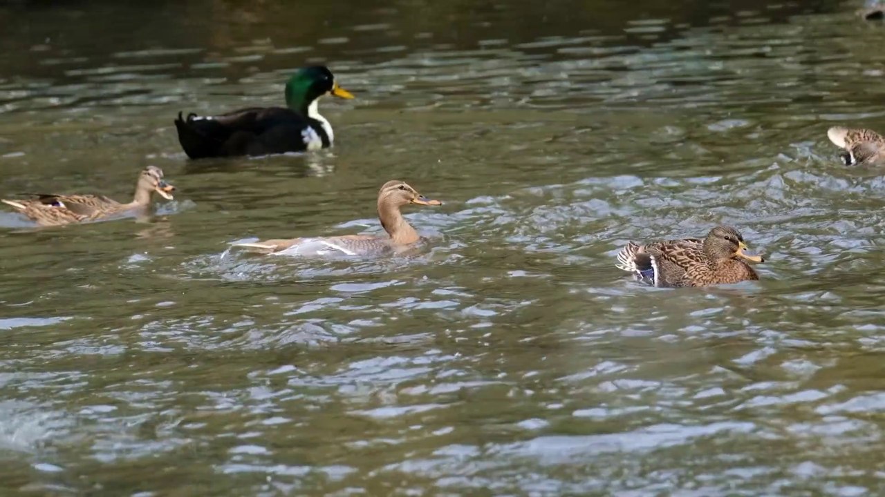 Ducks in river