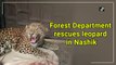 Forest Department rescues leopard in Nashik