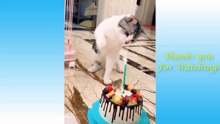 Cute and Funny Cat's Life