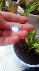 stone kalimaya stone rainbow