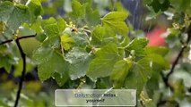 Deep sleep in 3 minutes with rain  on the old house in the forest.