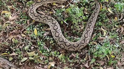 வீட்டுக்கு திடீர் விசிட் கொடுத்த விருந்தினர்.. அதிர்ந்துபோன மக்கள்.. மீட்ட தீயணைப்புத்துறை