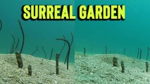 'Baja California Sur, Mexico: SURREAL Garden Eels pop out of sand to greet freediver '