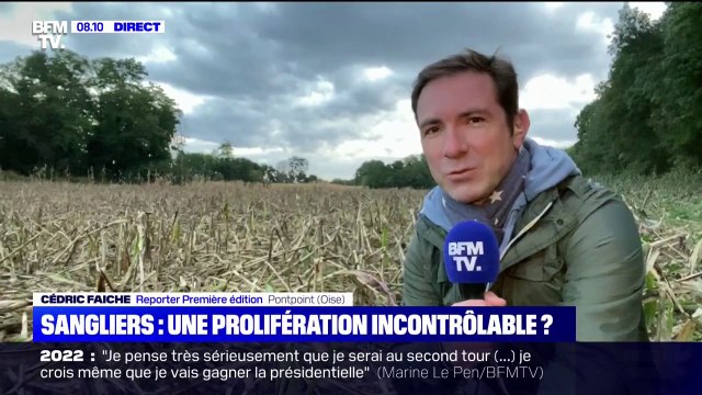 Pourquoi les sangliers se rapprochent-ils de plus en plus des villes ?