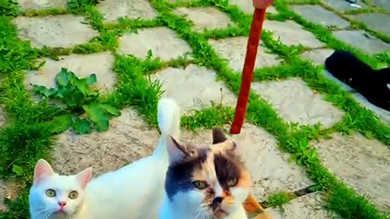 Cute Cat - Funny Cat Video