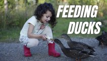 Feeding Wild Ducks In Park | Feeding Ducks | Kingdom Of Awais