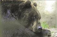Fat Bear Week winner crowned in Alaska
