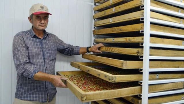 Arkadaş tavsiyesiyle ektiği 'goji berry' meyvesini, kilosu 100 liradan Avrupa'ya ihraç ediyor