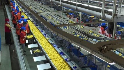 Limon ihracatında hedef 300 milyon dolar