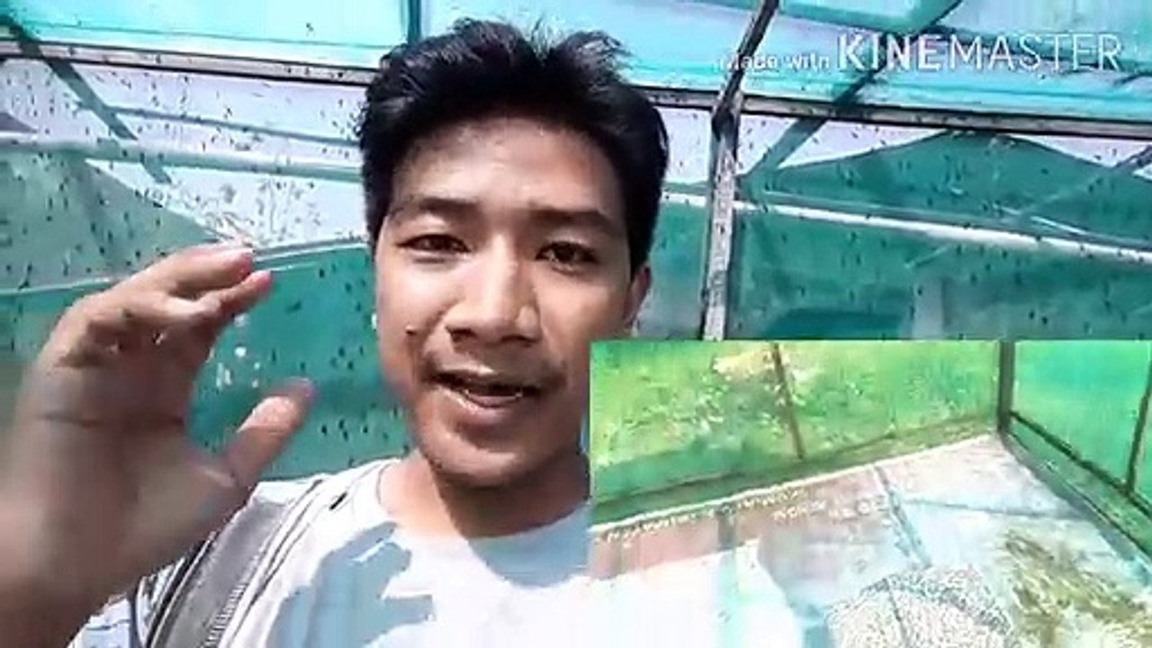 Budidaya Maggot BSF untuk Pemula _ Pakan Alternatif Lele Maggot BSF