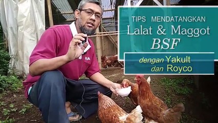 Tips Mendatangkan Maggot BSF bersih dengan Yakult dan Royco