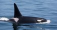 États-Unis : des chercheurs ont identifié une nouvelle espèce d'orque dans les eaux du Pacifique