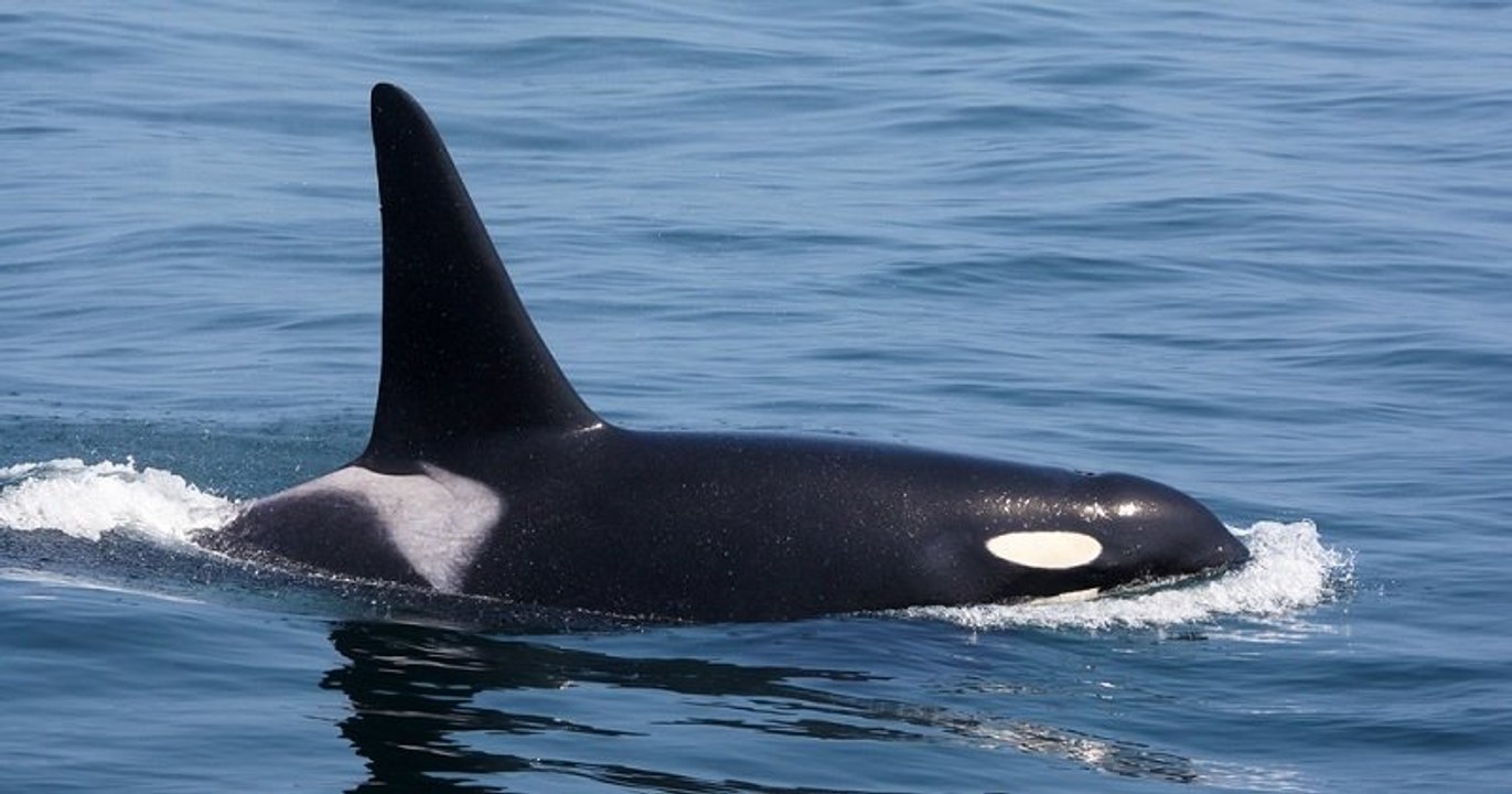 États-Unis : des chercheurs ont identifié une n...