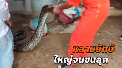 โคตรใหญ่ ! งูหลามยักษ์กว่า 4 เมตร เลื้อยกินไก่ในเล้า เจ้าของร้านผวาแรงตัวเบ้อเริ่ม