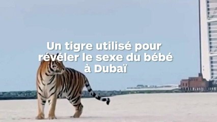 Ils utilisent un tigre pour révéler le sexe de leur bébé