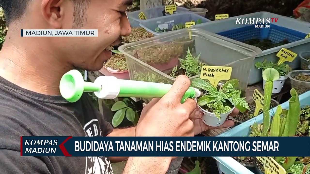 Budidaya Tanaman Hias Endemik Kantong Semar