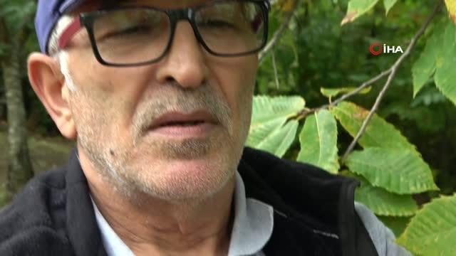 'Katil gal arısı' tehdidi büyüyor: Bartın ve Kastamonu'dan sonra Sinop ormanlarında da görüldü