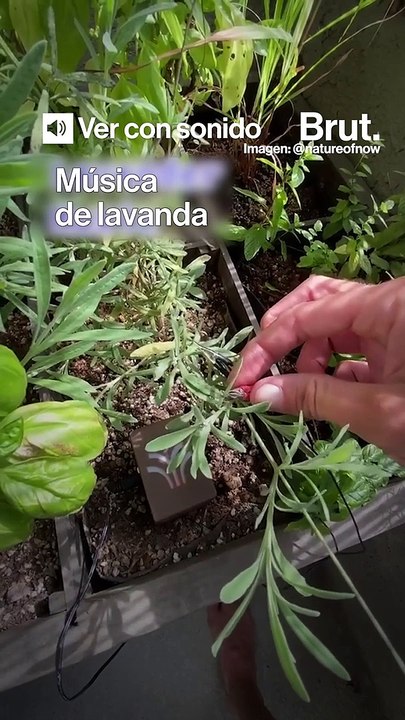 Así puedes escuchar la música de las plantas