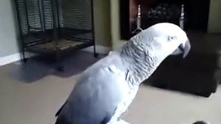Dont touch me | talking parrot