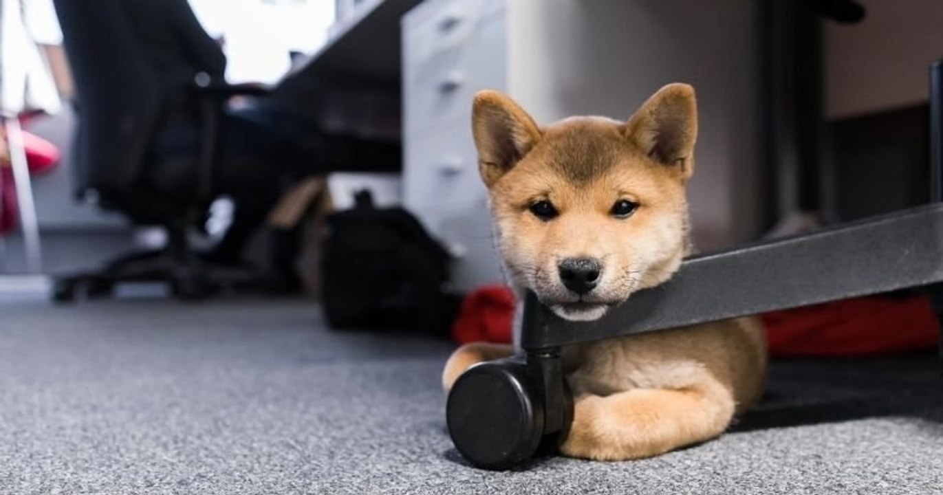 Grenoble : les employés municipaux autorisés à venir travailler avec leur... chien