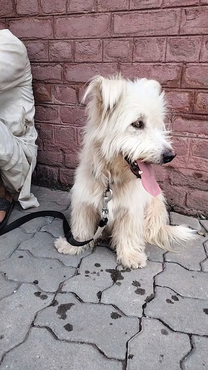 Cute Korean Sapsali Small Dog Breeds | Kingdom Of Awais