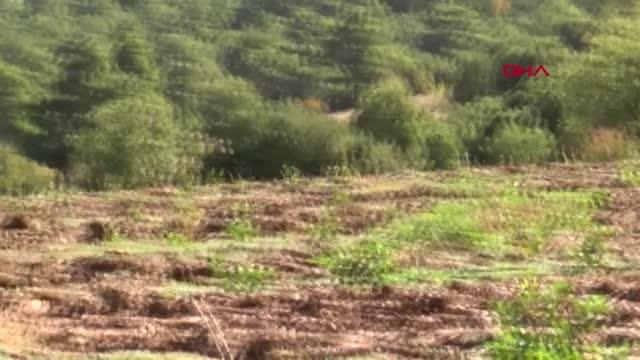 AMERİKA'NIN SÜPER MEYVESİ 'ARONYA', ANTALYA'DA YETİŞTİLİYOR