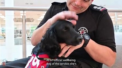 Meet Olive, Northants Fire & Rescue's new wellbeing dog