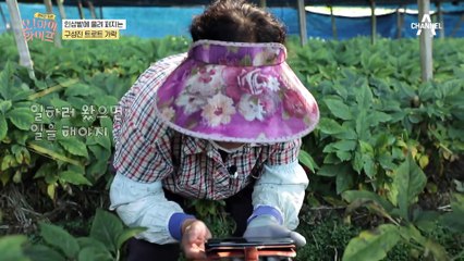 인삼밭에 울려 퍼지는 구성진 트로트 가락? 정동원 찐팬♥인 김경애 어머님