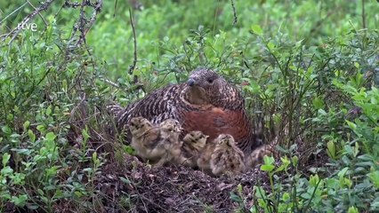 Humedales salvajes. Finlandia. Documental.