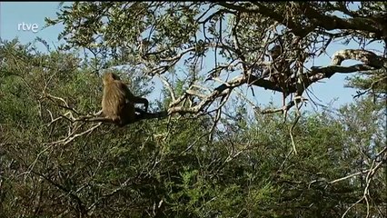 Luchar para vivir. Historias naturales. Documental.