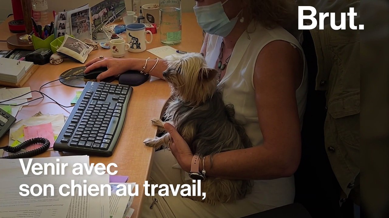 À la mairie de Grenoble, on peut venir travailler avec son chien