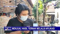 Keren! Peternak Burung Murai Batu Ciptakan Aplikasi 'Aneka Satwa' Khusus Jual-Beli Hewan Ternak