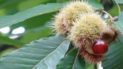 Bir ilimizde daha görüldü! Çin'den gelen "Katil arı" tehdidi giderek büyüyor