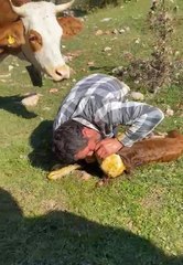Nefessiz kalan buzağıyı suni teneffüsle hayata döndürdü