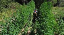 Maxi piantagione di marijuana tra Trinitapoli e Cerignola: 15 arresti (11.10.21)