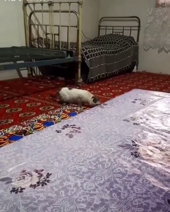 very funny video