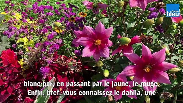 Roland Motte, jardinier : les dahlias