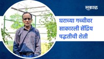 Organic farming on the terrace | घराच्या गच्चीवर साकारली सेंद्रिय पद्धतीची शेती | SakalMedia