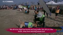 Cagnolini surfisti, in California la celebre gara tra le onde