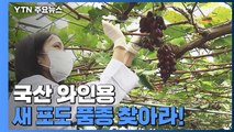 국산 와인용 새 포도 품종을 찾아라...특화작목 육성 / YTN