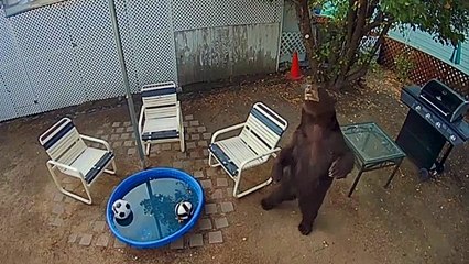 Bear Takes Pool Break in Backyard