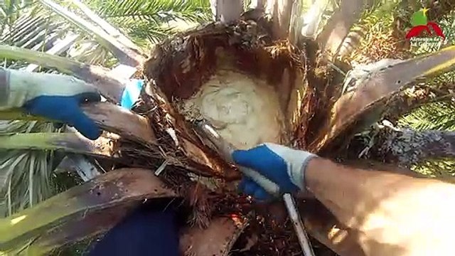 Alimentos de La Gomera: la miel de palma