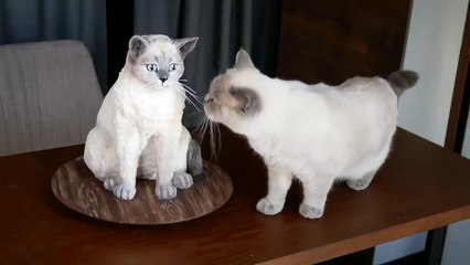 Shot on iPhone meme #2 