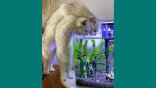 ( Video Kucing) Lucu Funny Cats  Cute Cats Video to Make You Laugh
