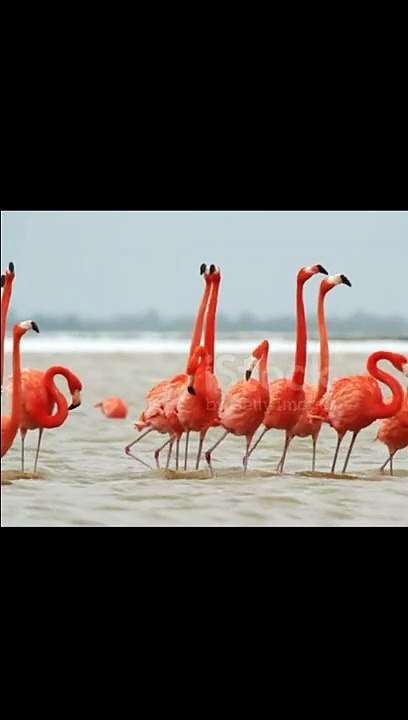 Flamingo Bird in Tropical Jungle Stream  video...Pink flamingos  video