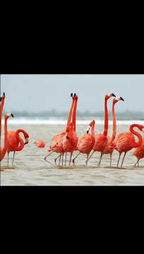 Flamingo Bird in Tropical Jungle Stream video...Pink flamingos video